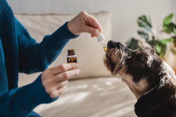 CBD Oil for dogs with tumor