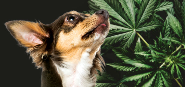 cbd for pets