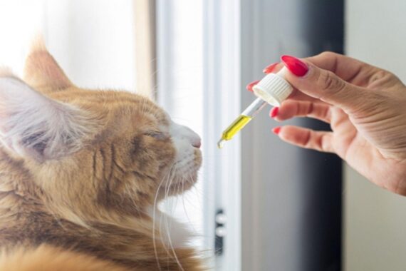 CBD For Cats