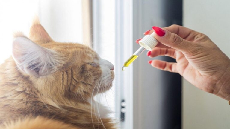 CBD For Cats