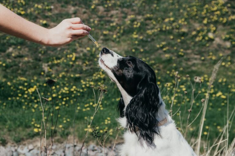 Dog Might Be Pleading for a CBD-infused Routine