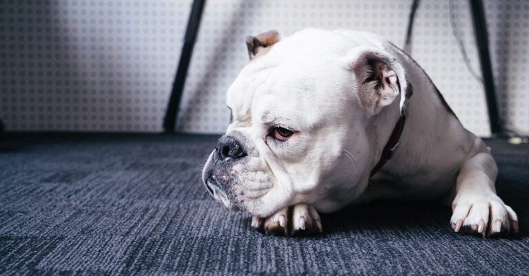 CBD for Bulldog