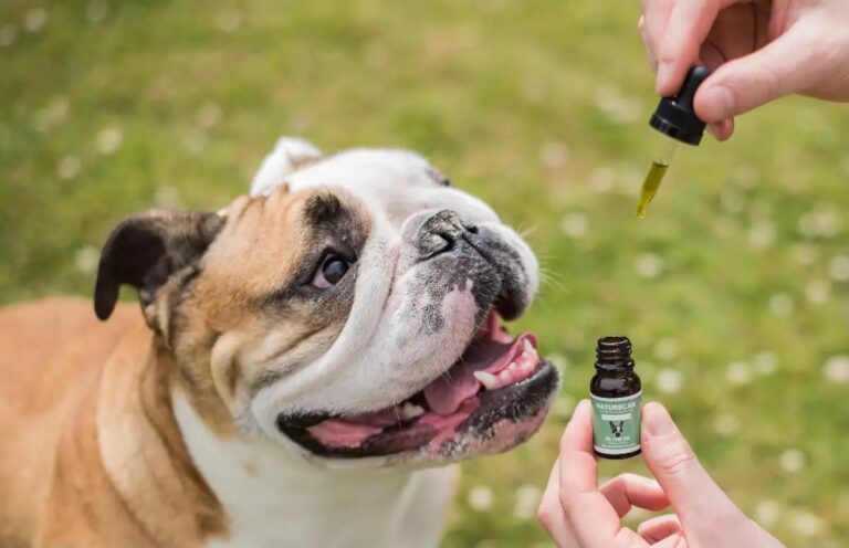 CBD Treats for Bulldogs Benefits Precautions