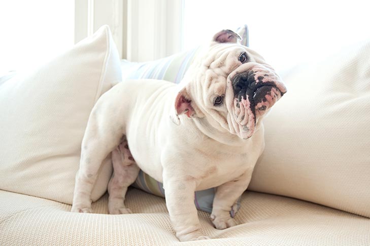 CBD Treats for Bulldogs Benefits and Precautions