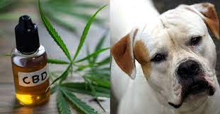 CBD Treats for Bulldogs
