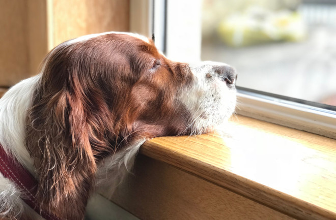 Understanding Separation Anxiety in Dogs