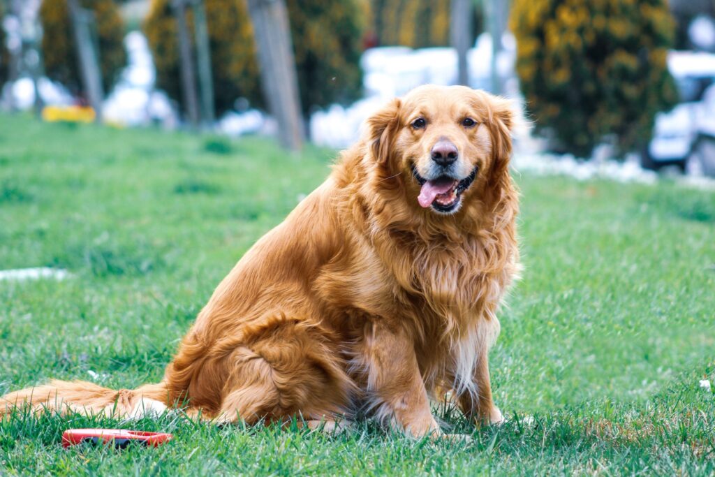 CBD Work for Dogs