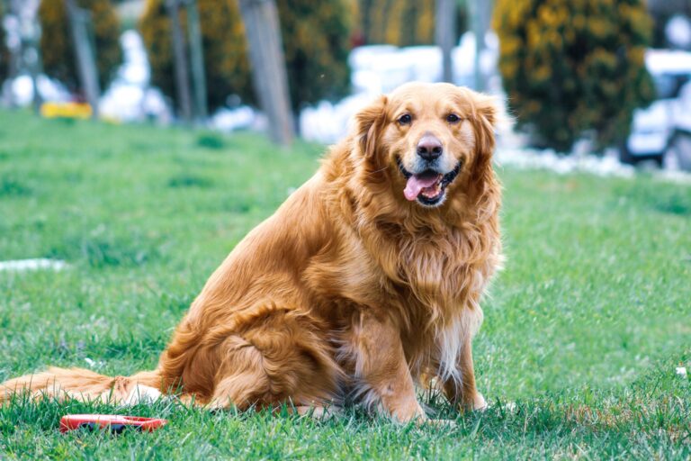 CBD Work for Dogs
