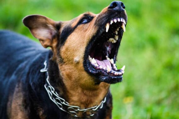 CBD for Aggressive Dogs Does it Work