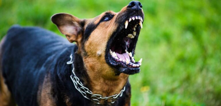 CBD for Aggressive Dogs Does it Work