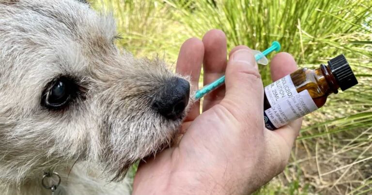 dog-getting-cbd-oil
