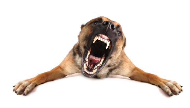 Bad Dog