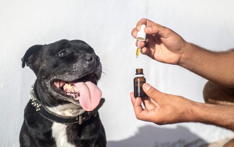 cbd-oil-dogs