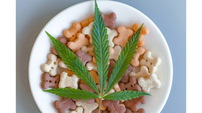 CBD Dog Treats