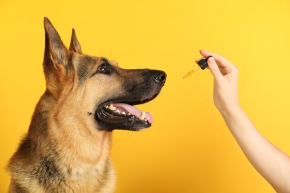 CBD for Canine Skin Conditions