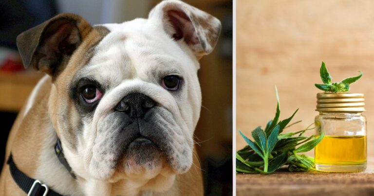 bulldog-2