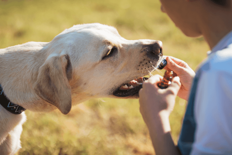 Exploring the Potential of CBD Oil for Bulldogs