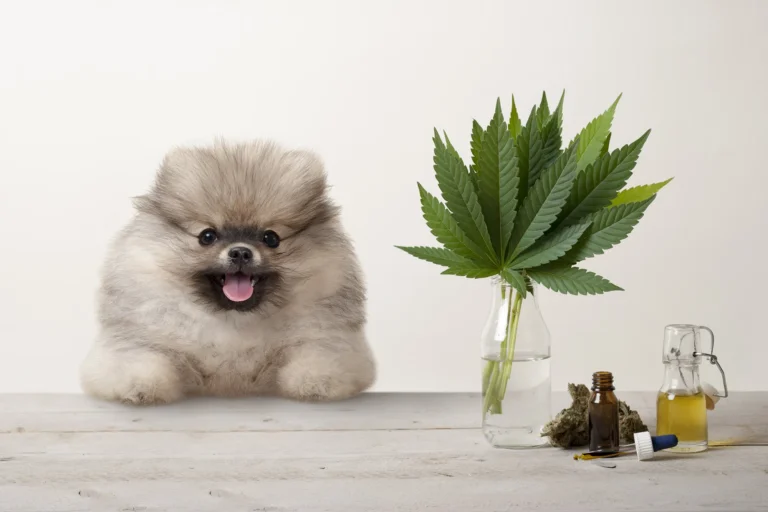 CBD oil for aggressive dos