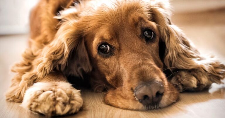 CBD for Managing Epilepsy in Dogs Can it Reduce Seizure Frequency