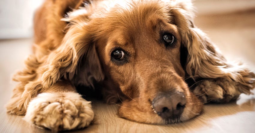 CBD for Managing Epilepsy in Dogs Can it Reduce Seizure Frequency