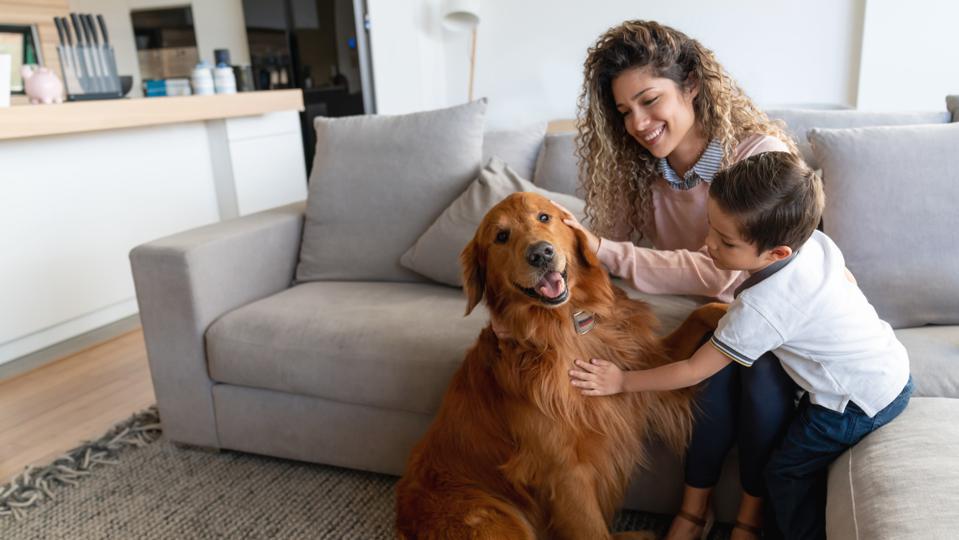Understanding Canine Epilepsy