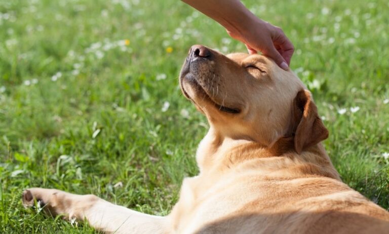 CBD vs. Traditional Pain Medications What’s Best for Your Dog