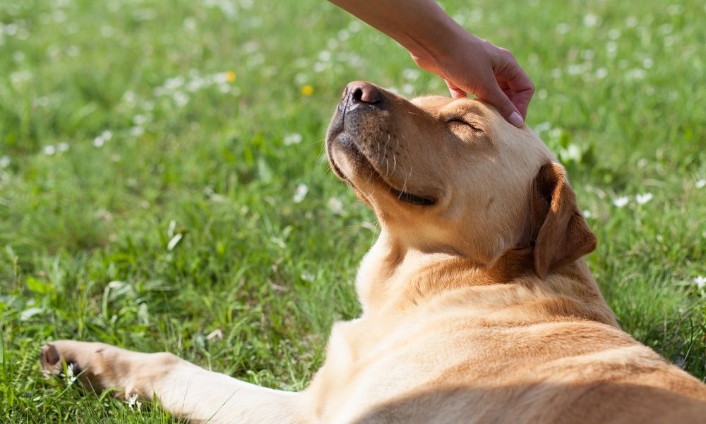 CBD vs. Traditional Pain Medications What’s Best for Your Dog