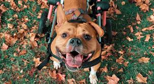 The Role of CBD in Bulldog Joint Health