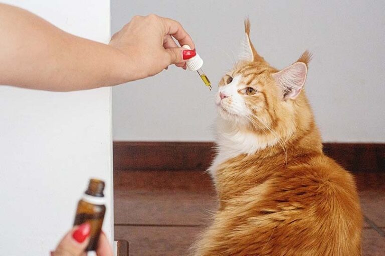 CBD Oil for Pets in kingston