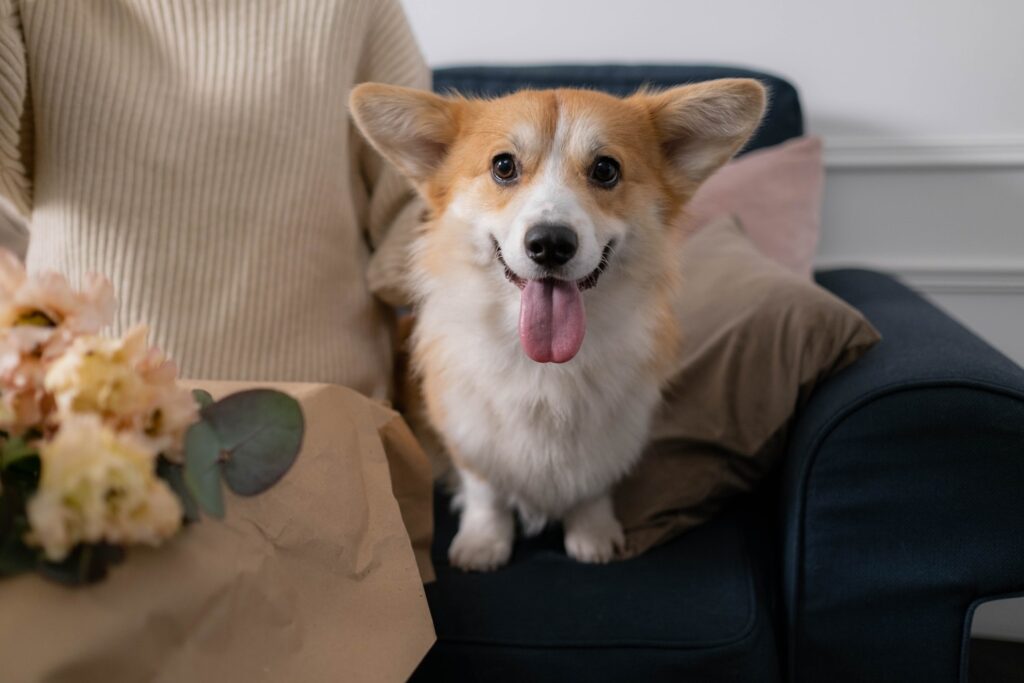 What Is CBD Oil and How Does It Work for Dogs