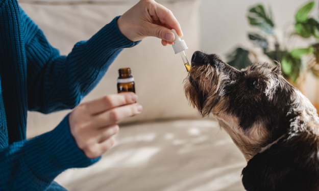 CBD oil for dogs