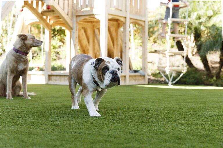 Bulldog-Proof Gardening: Creating a Safe, Enrichment-Focused Yard for Your Bulldog