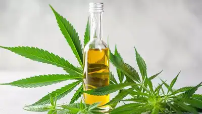 CBD Oil for bull dogs