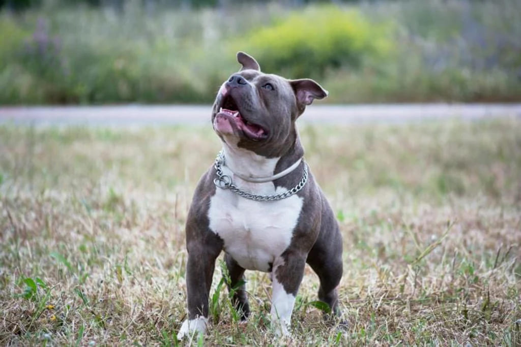 What Is CBD and How Does It Work for Dogs