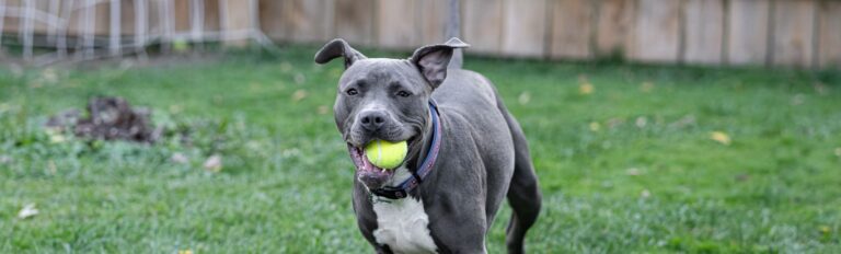 cbd-for-bulldogs-allergies
