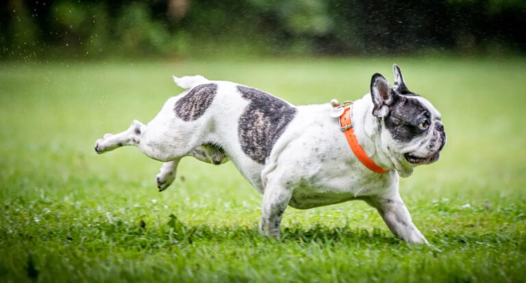 CBD Treats vs CBD Oil for Pit Bulls Which Works Better