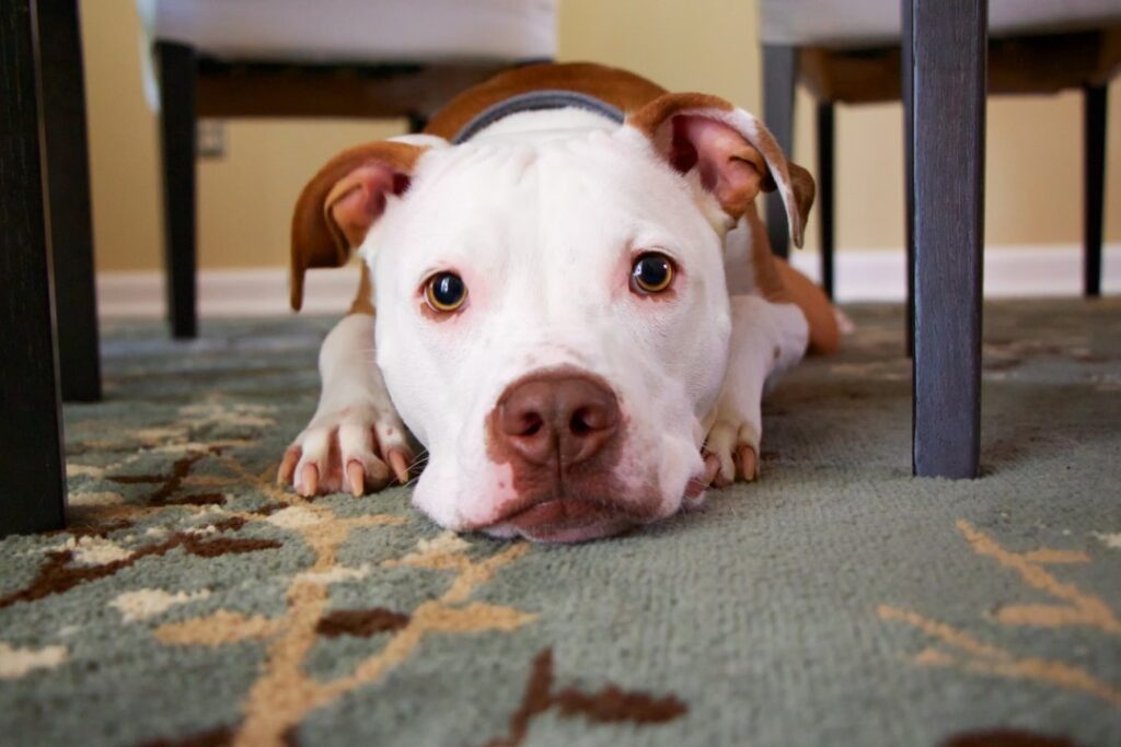 What Are CBD Treats for Pit Bulls