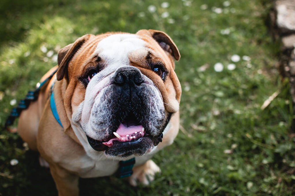 How to Care for Bulldog Wrinkles to Prevent Infections