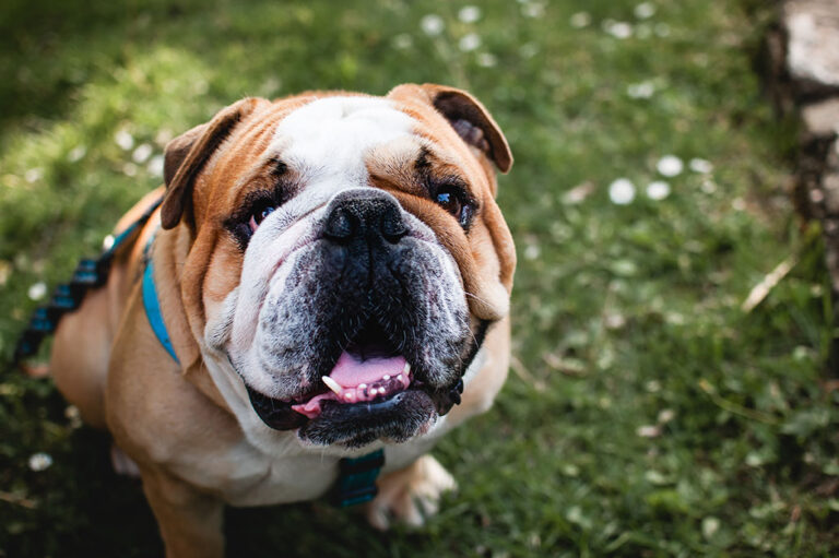 How to Care for Bulldog Wrinkles to Prevent Infections
