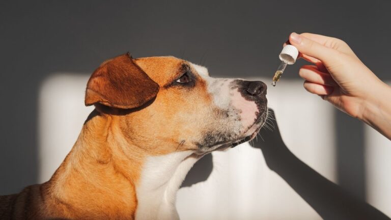 Myths about cbd for dogs