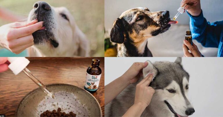 CBD Oil vs CBD Treats for Dogs