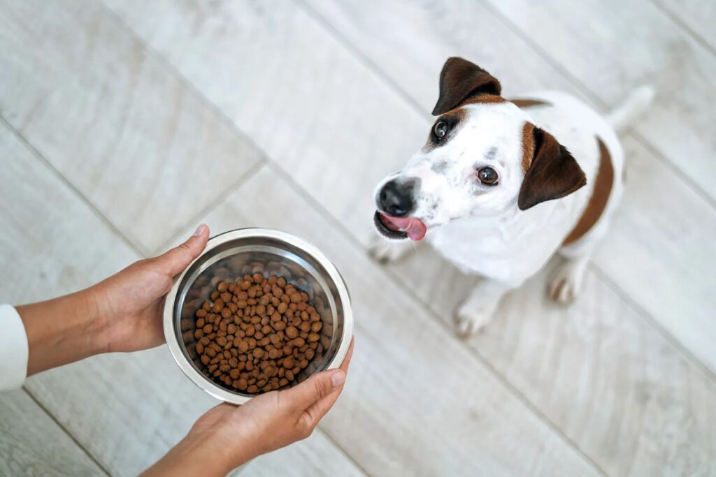 How Much CBD Oil Should You Give Your Bulldog