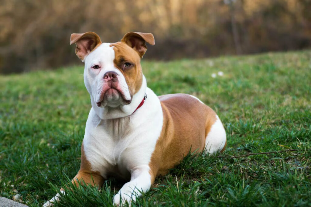 How Much CBD Oil Should You Give Your Bulldog in Indiana