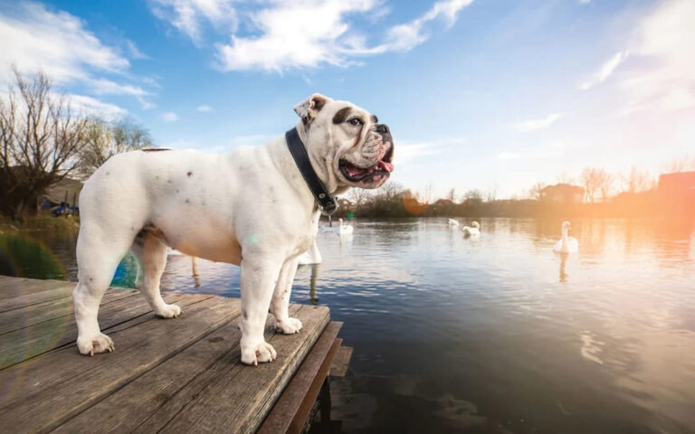 How Busy Nevada Pet Owners Include CBD Oil in Bulldog Care Routines