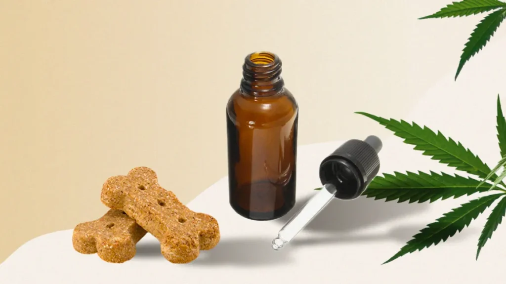 CBD for Bulldogs with Skin Allergies and Itching