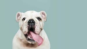 CBD for Bulldogs with Skin Allergies and Itching