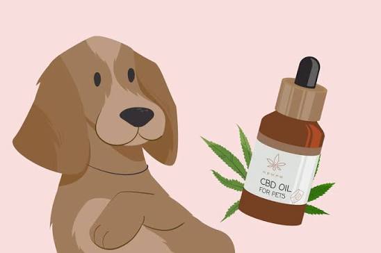 CBD Oil vs CBD Treats for Dogs